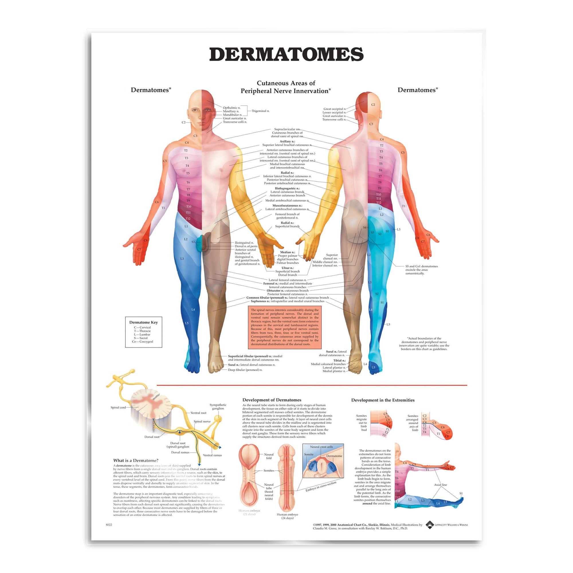 Plakat om dermatomer på engelsk, papir. 2. sortering