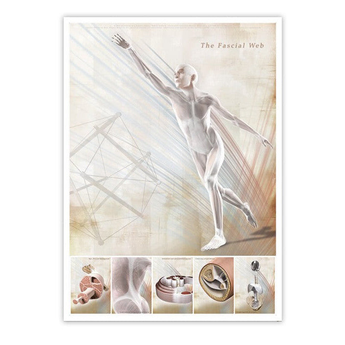 Plakat om fascier (bindevæv) på engelsk 2. sortering