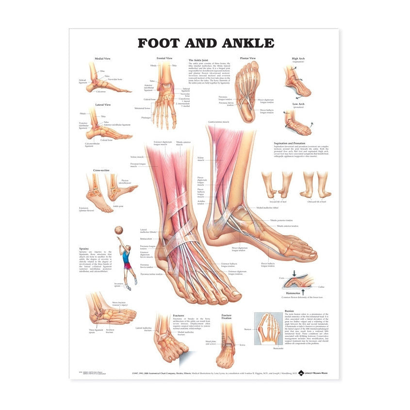 Poster about the foot and ankle in English