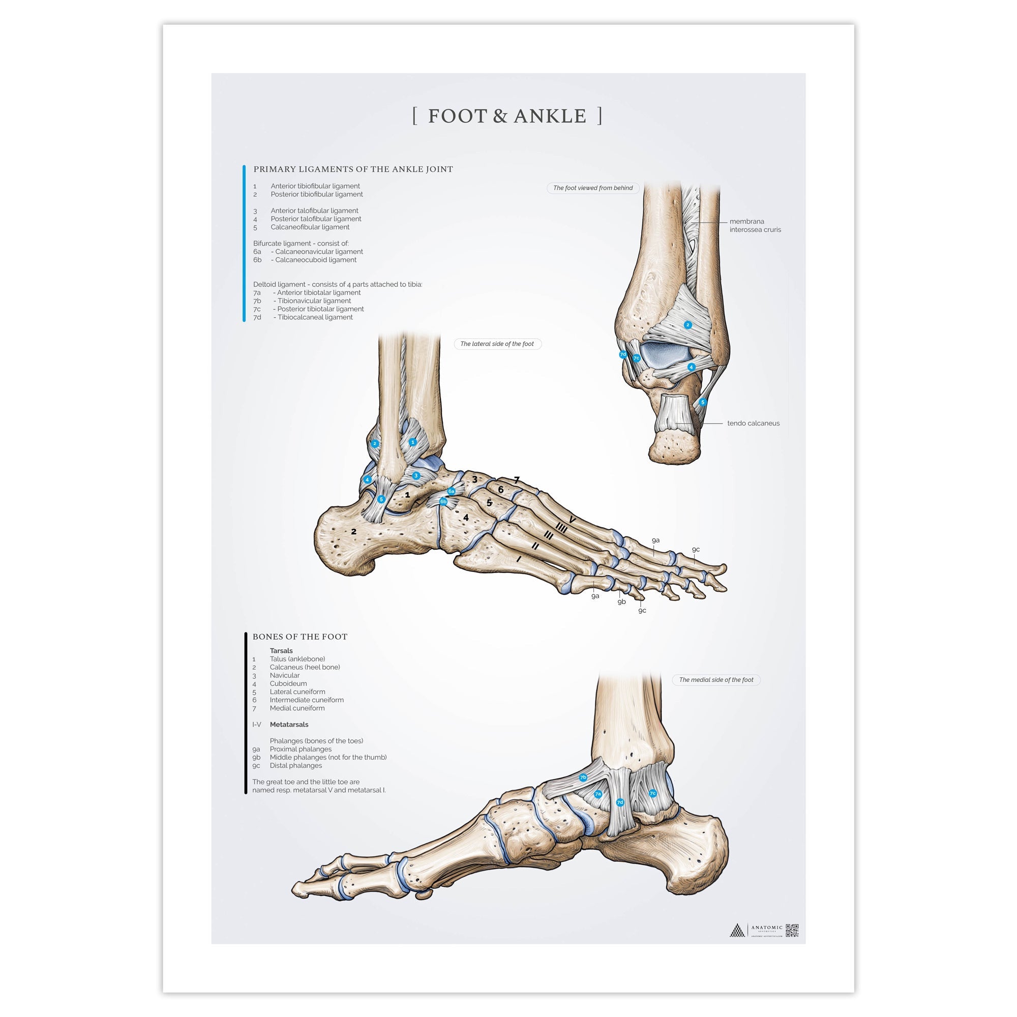 plakat-om-fod-og-ankel-paa-