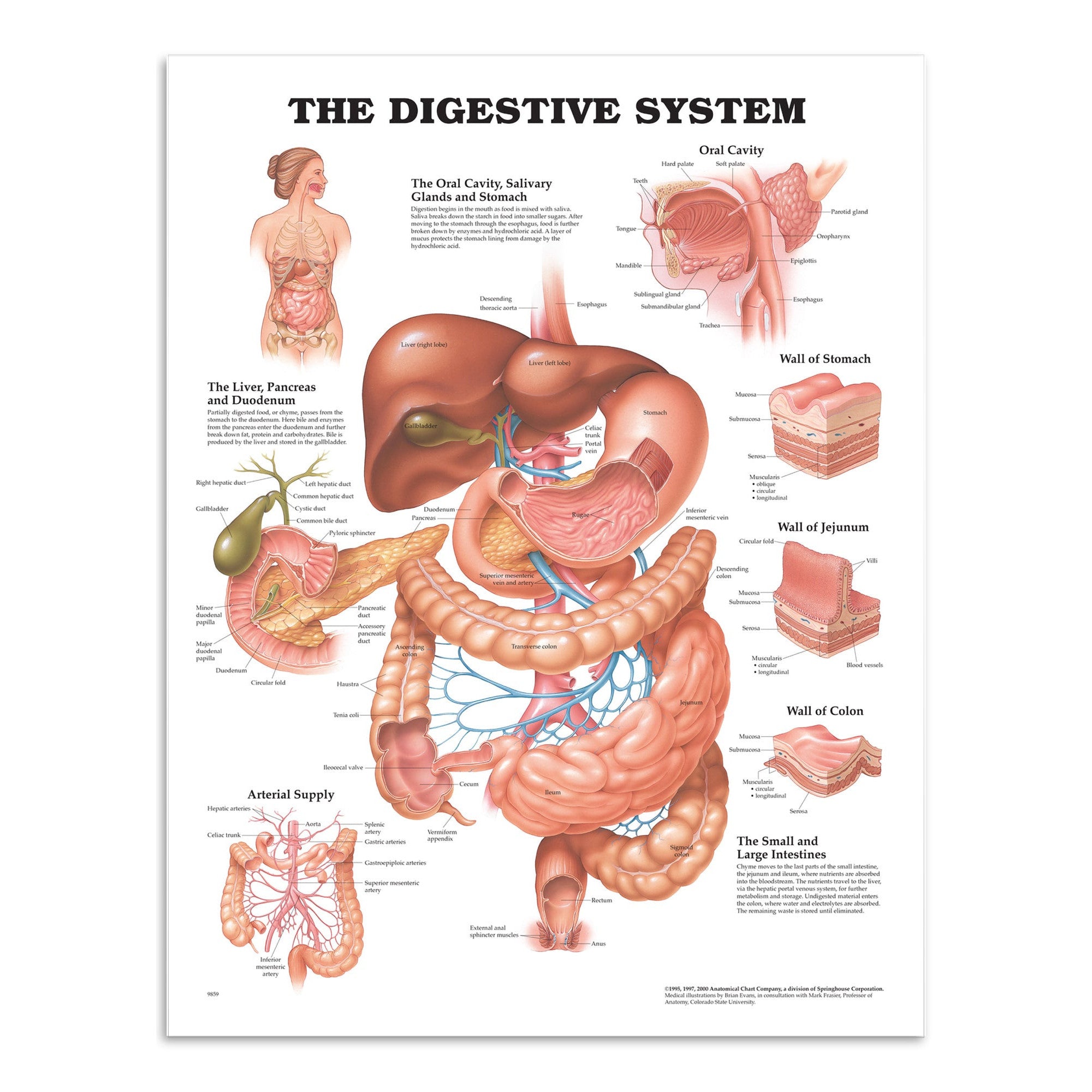 Plakat om fordøjelsessystemet på engelsk