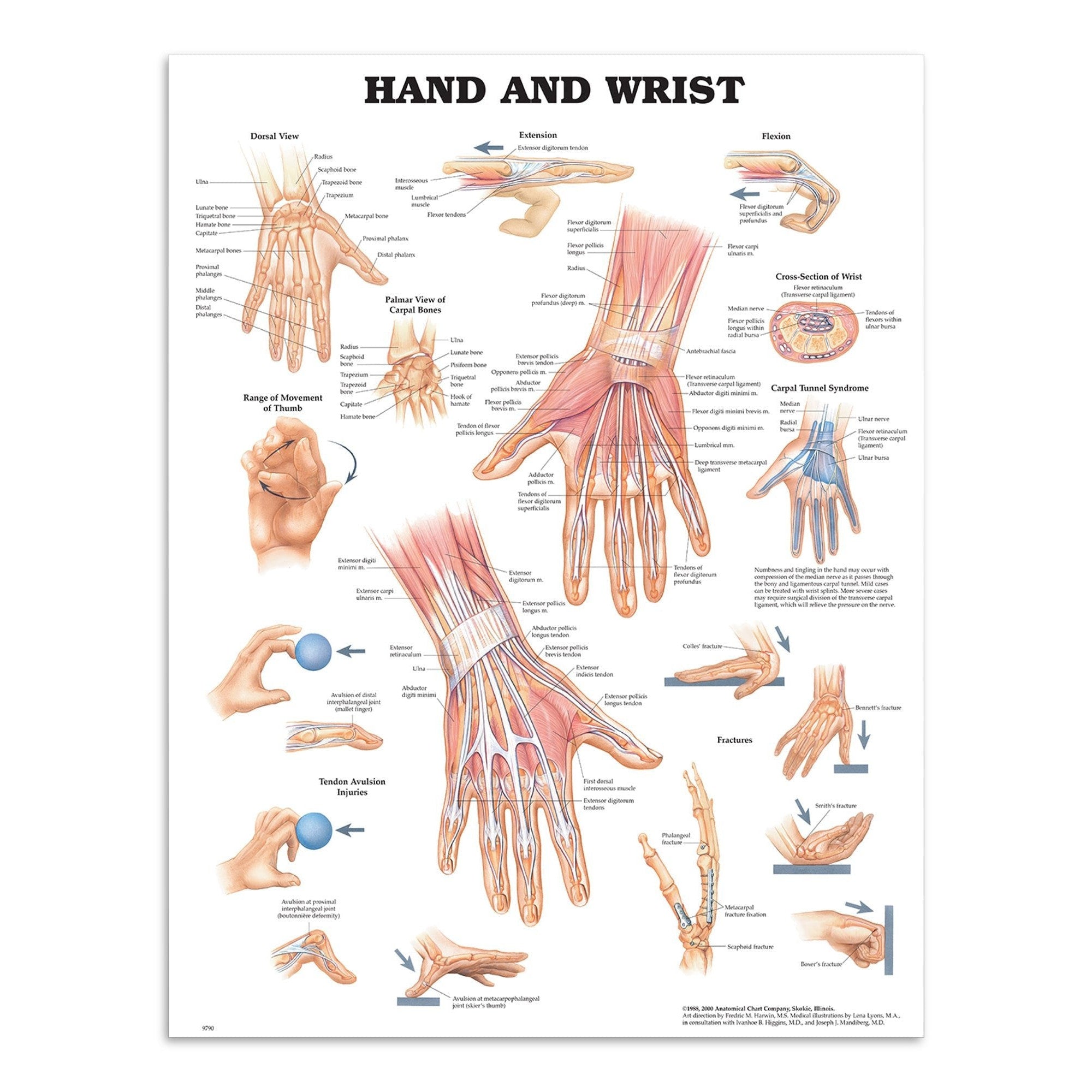 Wrist and hand – laminated anatomy poster, English – eAnatomi