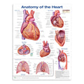 Poster about the anatomy of the heart in English