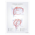 Plakat om hjertets kranspulsårer set i radiografiske projektioner - eAnatomi
