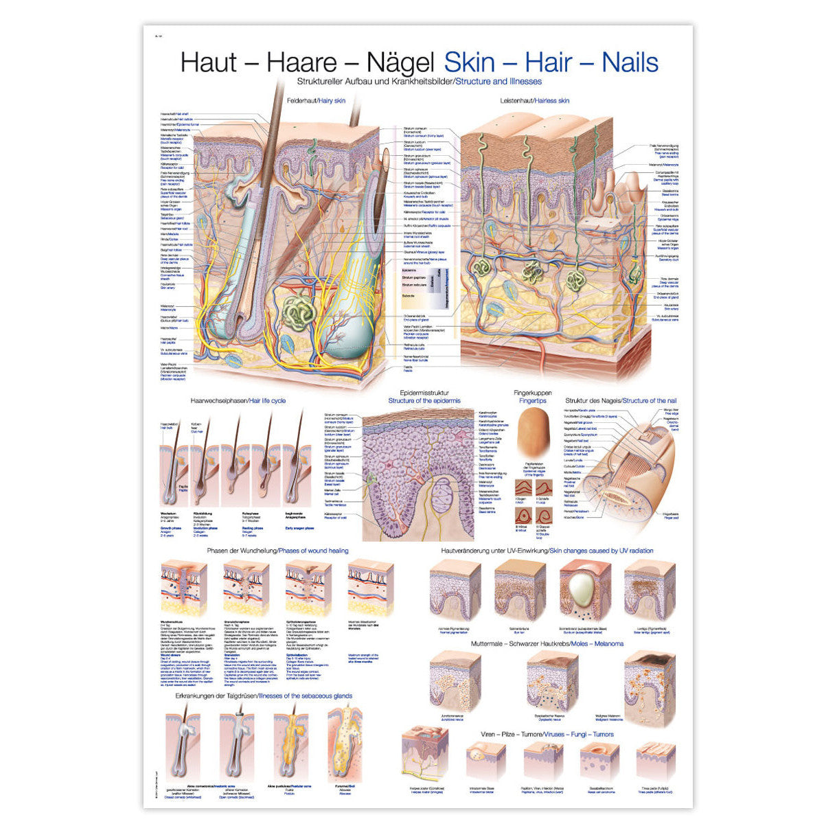 Plakat om huden, hår og negle på engelsk og tysk