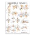 Plakat om leddenes ligamenter på engelsk - eAnatomi
