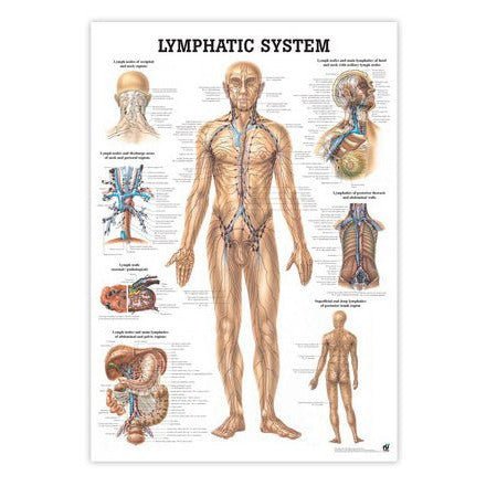 Plakat om lymfesystemet på engelsk 70x100 cm - eAnatomi