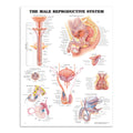 Plakat om mandens kønsorganer med tekst på engelsk - eAnatomi