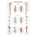 Plakat om den nedre ekstremitet på engelsk, latin og tysk - eAnatomi