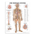 Plakat om nervesystemet på engelsk