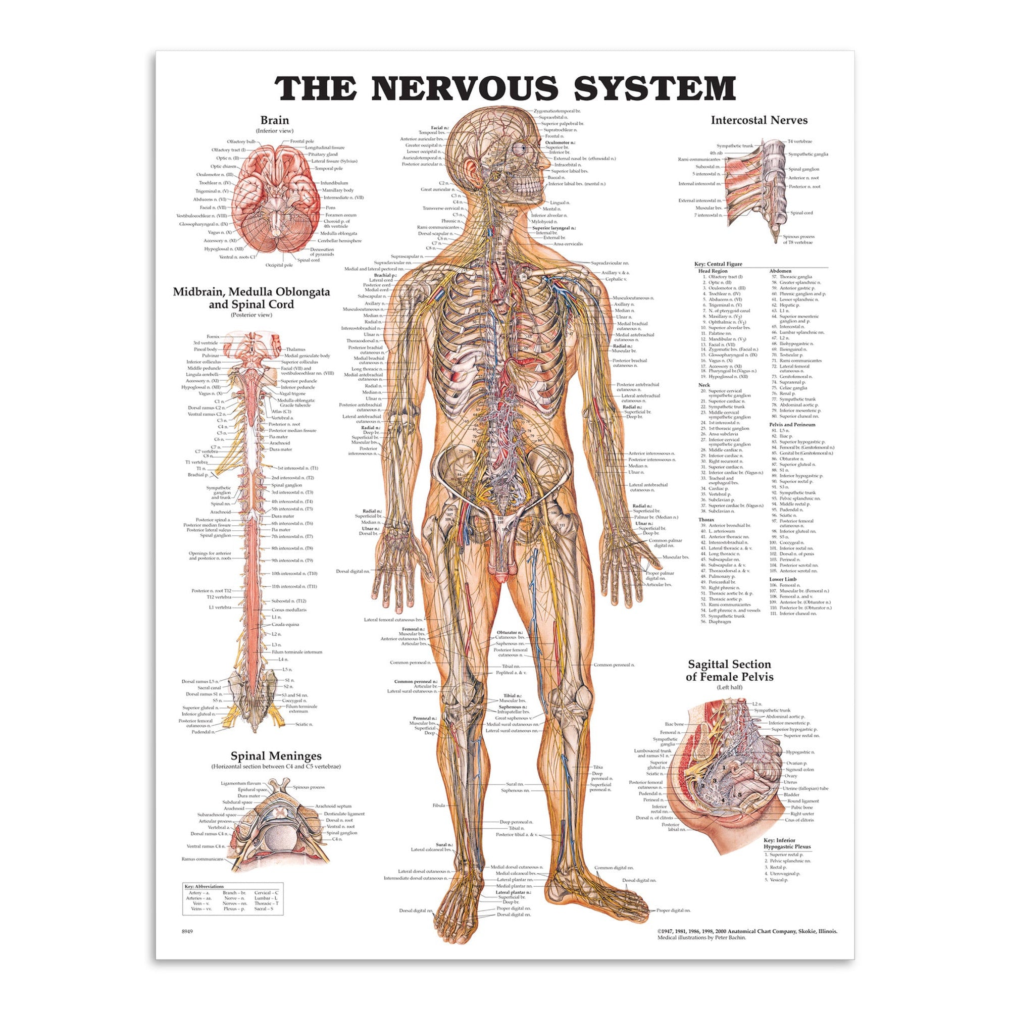 Plakat om nervesystemet på engelsk