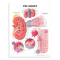 Plakat om nyren på engelsk - eAnatomi