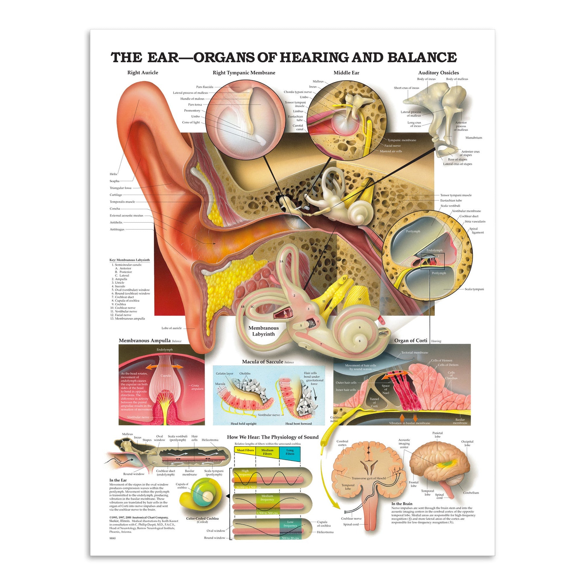 Anatomical poster about the anatomy of the ear, hearing and the balance function in English 