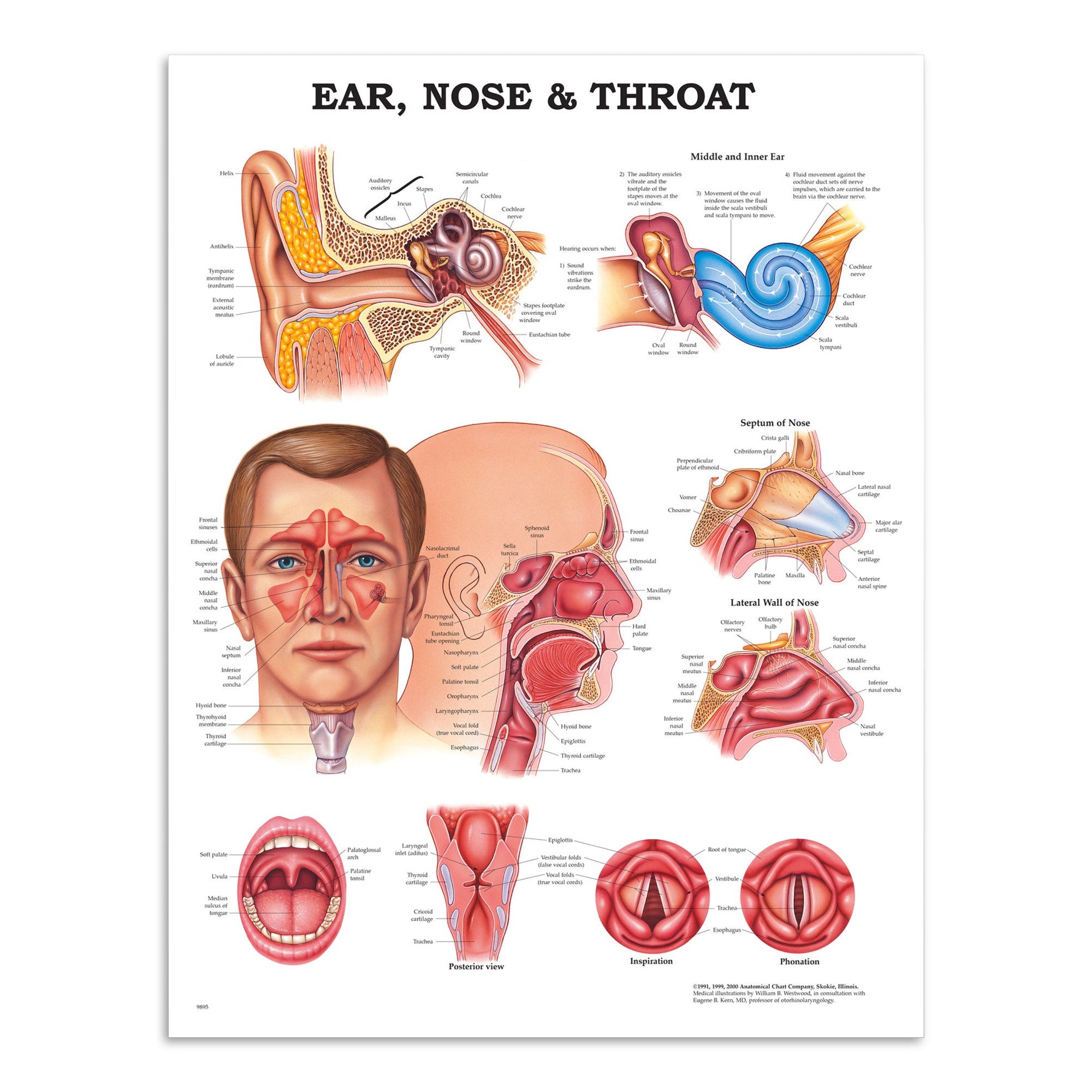 Plakat om øret, næsen og halsens anatomi på engelsk