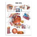 Plakat om øjets anatomi på engelsk - eAnatomi