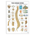 Poster about the spine and back injuries, 70x100 cm and in English