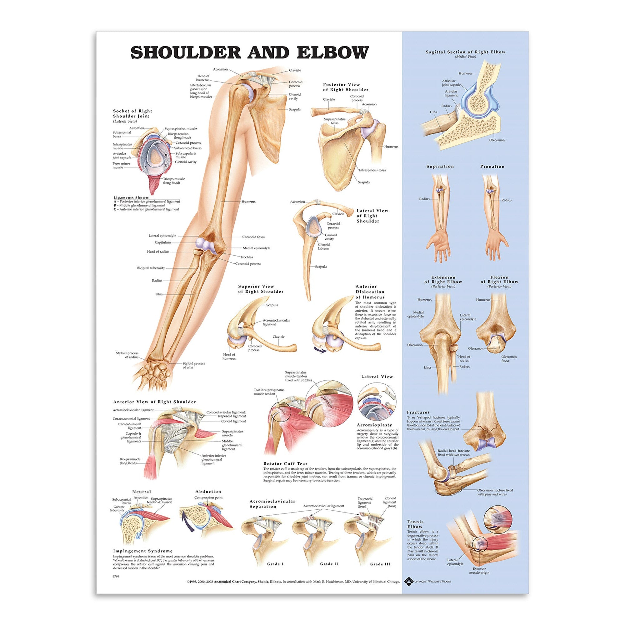 Poster about the shoulder and elbow in English 