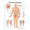 Plakat om spinalnerverne på engelsk