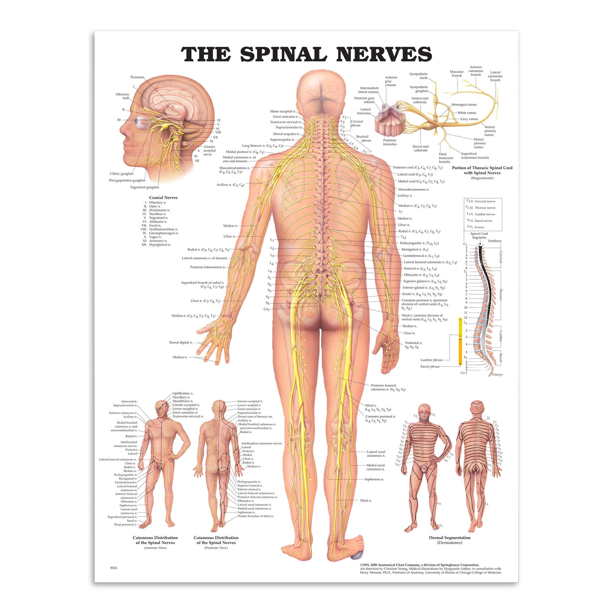Plakat om spinalnerverne på engelsk