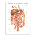 Plakat om lidelser i fordøjelsessystemet på engelsk - eAnatomi