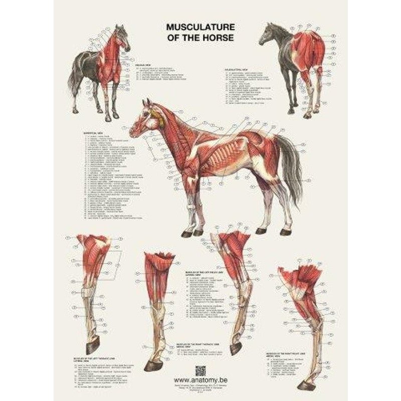 The horse's muscles – poster, English and Latin – eAnatomi