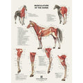 Plakat med hestens muskler på latin og engelsk - latin - eAnatomi