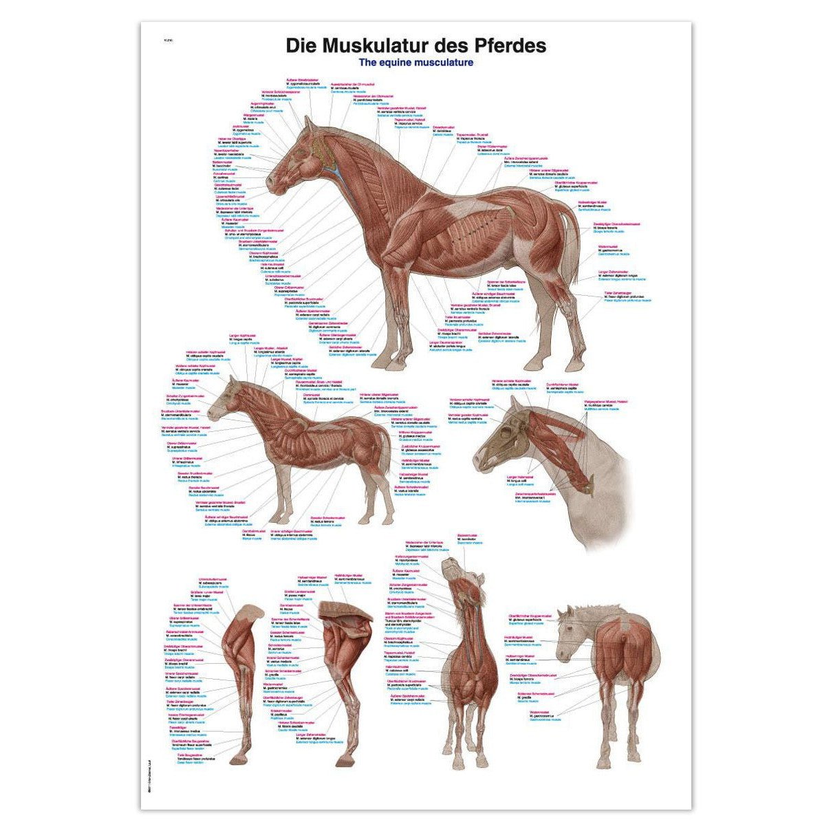 Plakat med hestens muskler på latin, tysk og engelsk 70x100 cm - eAnatomi