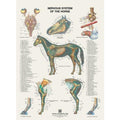 Plakat med hestens nervesystem på latin og engelsk - latin - eAnatomi