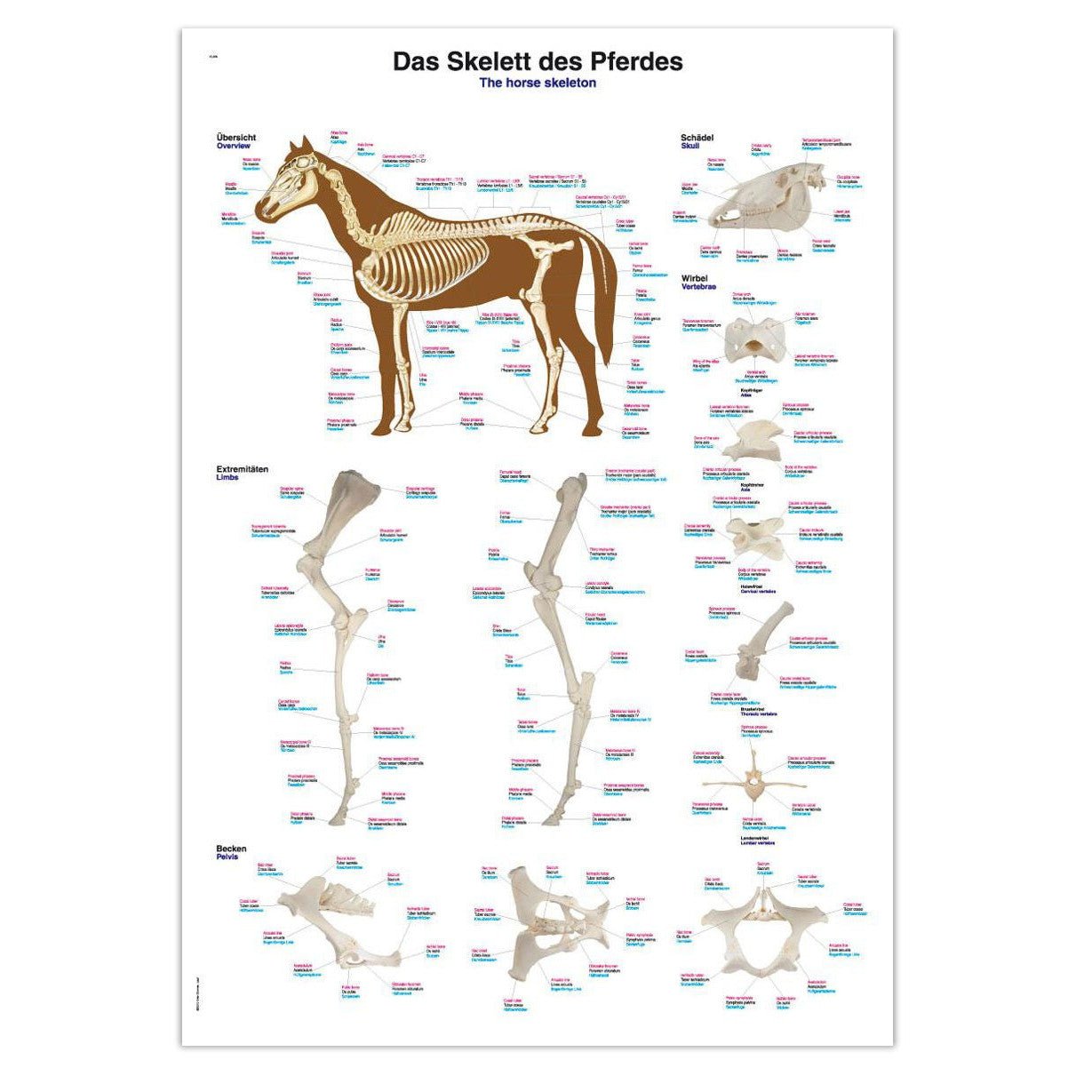 Plakat med hestens skelet på latin, tysk og engelsk 70x100 cm - eAnatomi