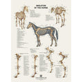 Plakat med hestens skelet på latin og engelsk - eAnatomi