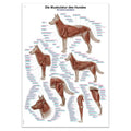 Plakat med hundens muskler på latin, engelsk og tysk 70x100 cm - eAnatomi