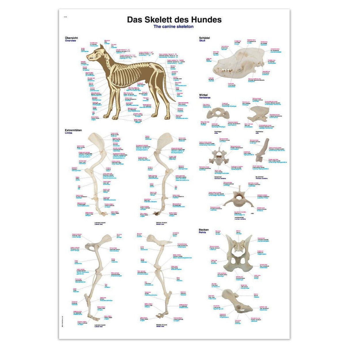 Plakat med hundens skelet på latin, engelsk og tysk 70x100 cm - eAnatomi