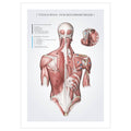 Anatomi plakat - Overfladiske ryg - og skuldermuskler - eAnatomi