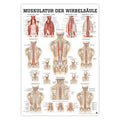 Deep muscles of the back, laminated poster, German and Latin