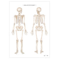 Anatomi plakat - Skeletsystemet - eAnatomi