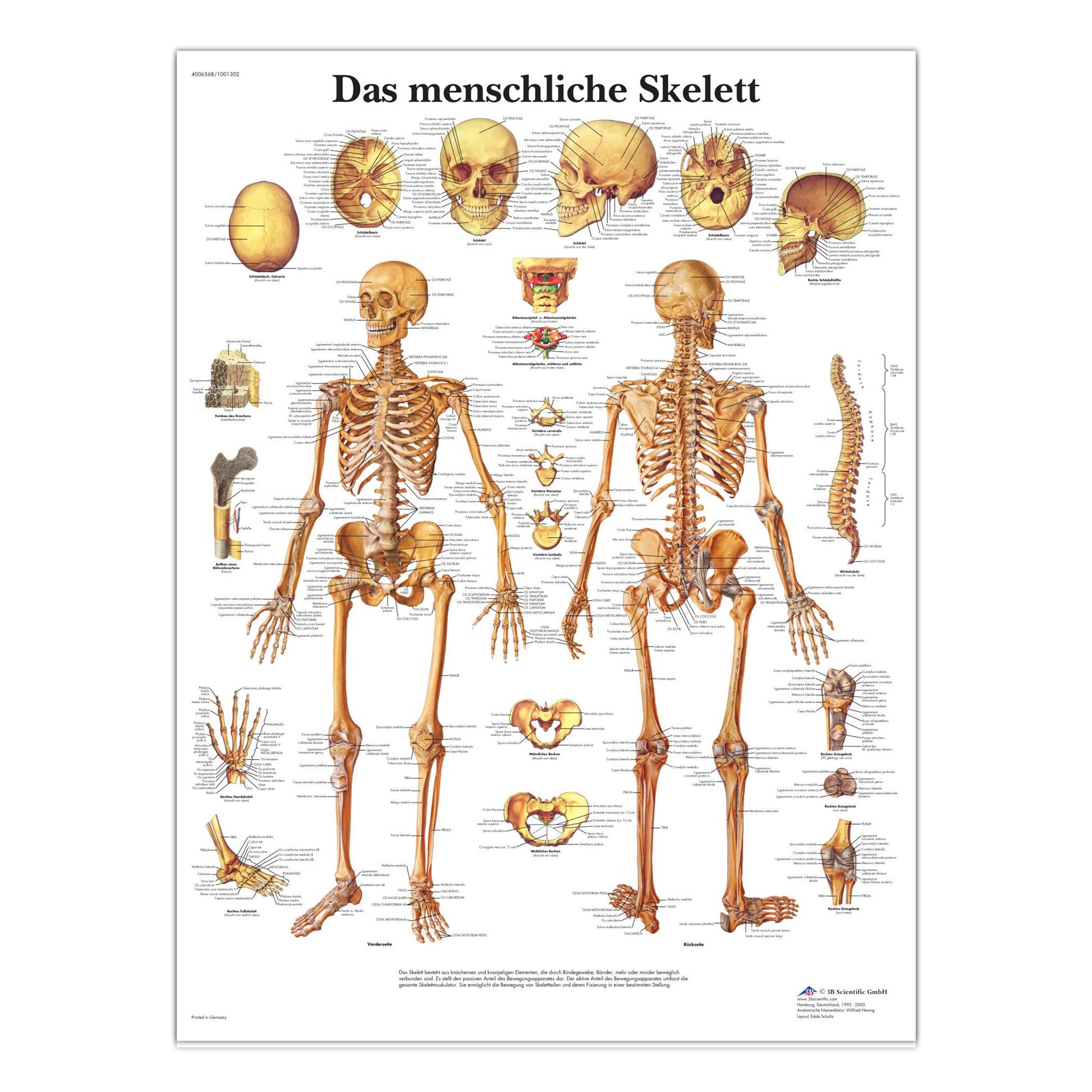 Lamineret skeletplakat som også illustrerer ledbånd på latin (dog med tyske overskrifter)