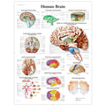 Hjernens anatomi, plakat i papir, engelsk - eAnatomi