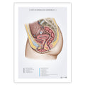 Anatomi plakat - Det kvindelige underliv - eAnatomi