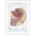 The male abdomen, anatomy poster © eAnatomi