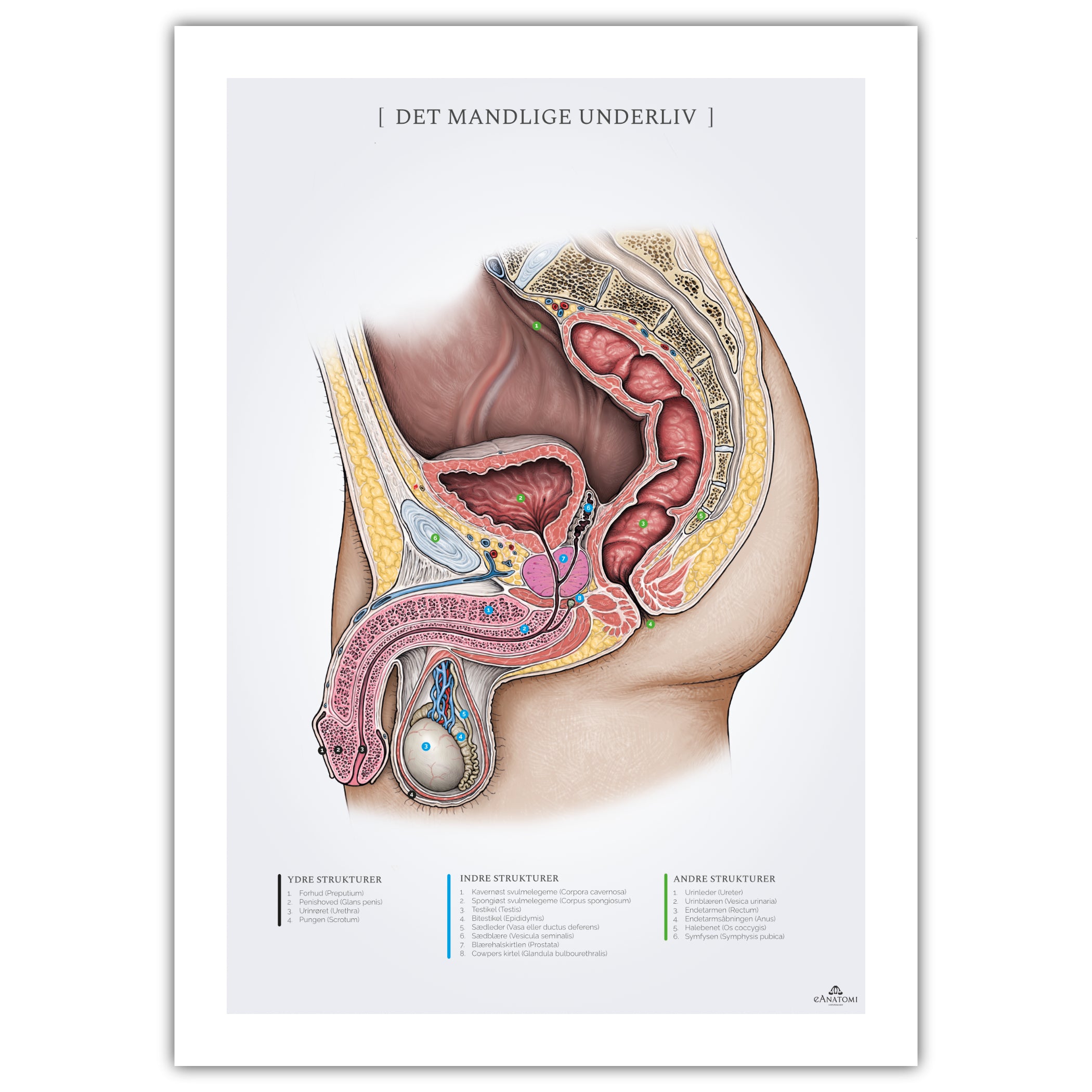 The male abdomen, anatomy poster © eAnatomi