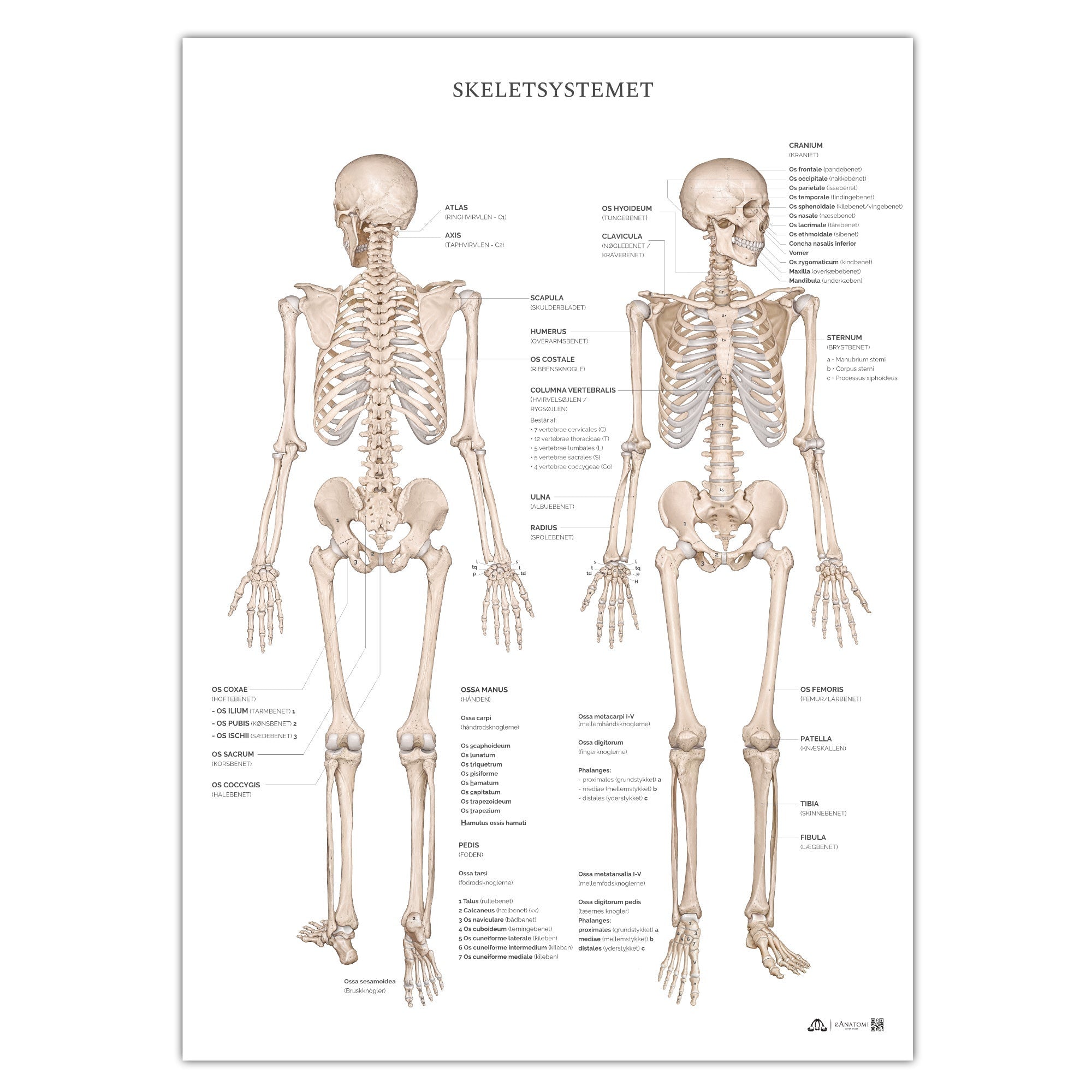Anatomi plakat - Skeletsystemet I - eAnatomi