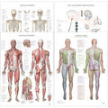 Pakke m. 4 stk. plakater; muskel- og skeletsystemet, dermatomer og autonome nervesystem