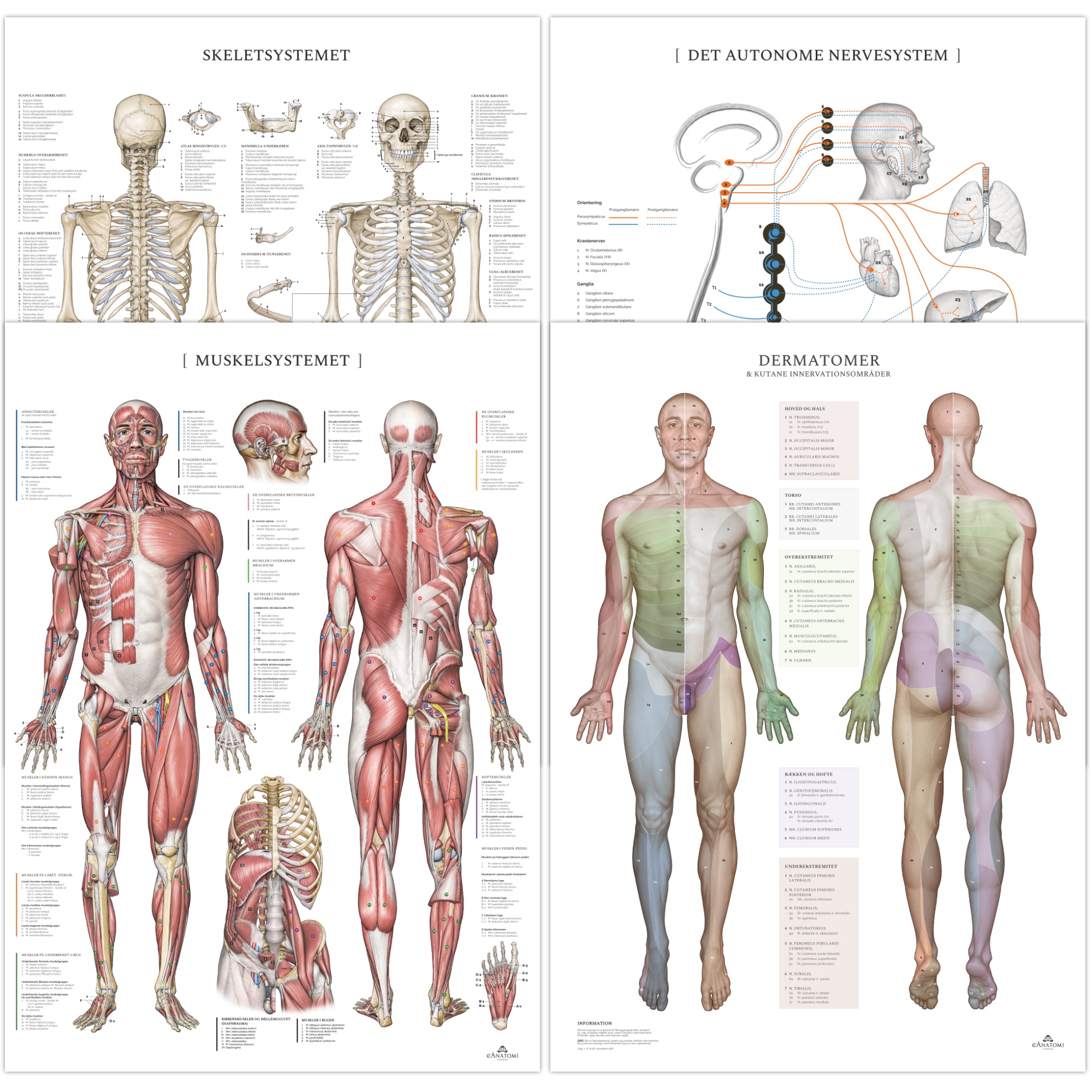 Pakke m. 4 stk. plakater; muskel- og skeletsystemet, dermatomer og autonome nervesystem