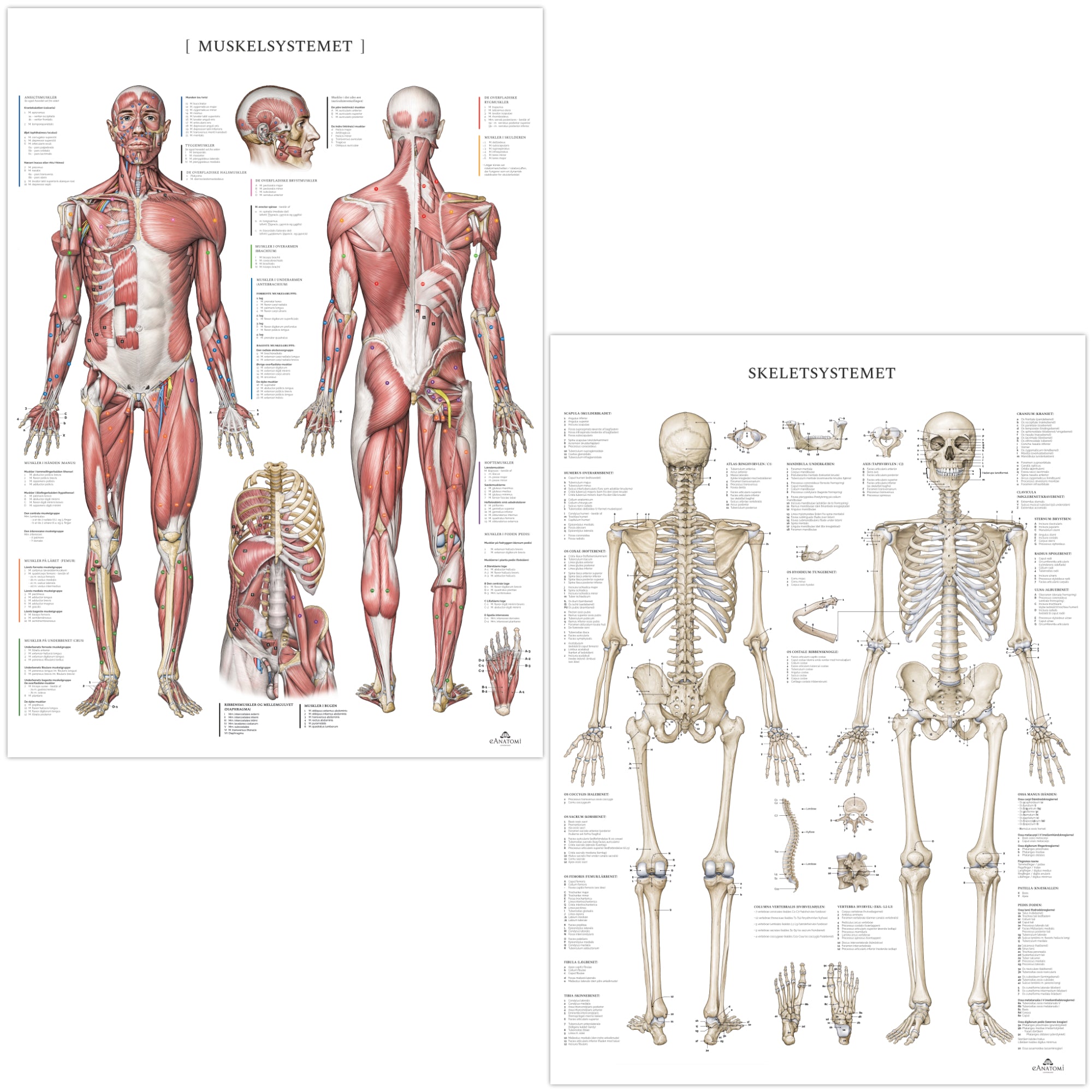 Pakke m. 4 stk. plakater; muskel- og skeletsystemet, dermatomer og autonome nervesystem