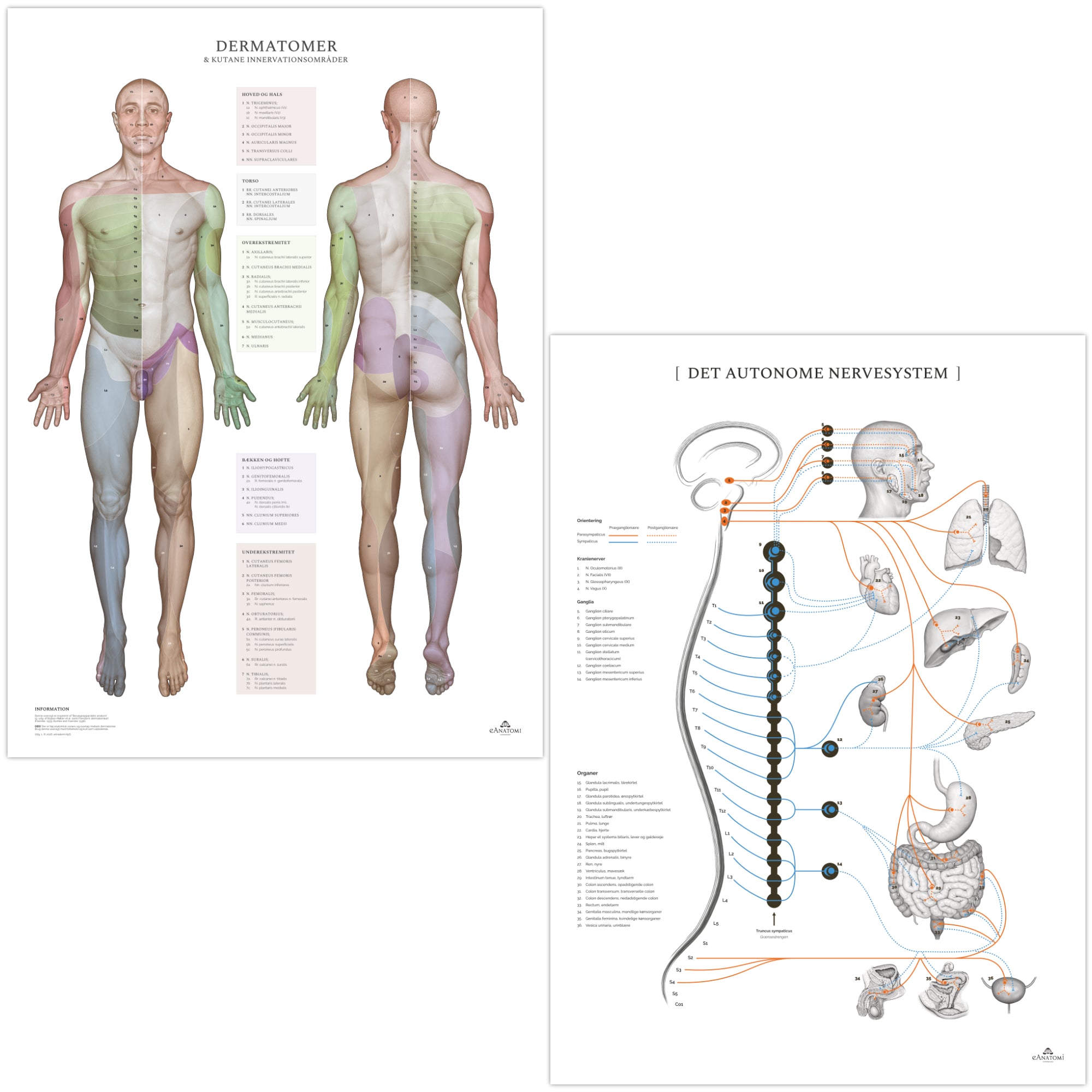 Pakke m. 4 stk. plakater; muskel- og skeletsystemet, dermatomer og autonome nervesystem