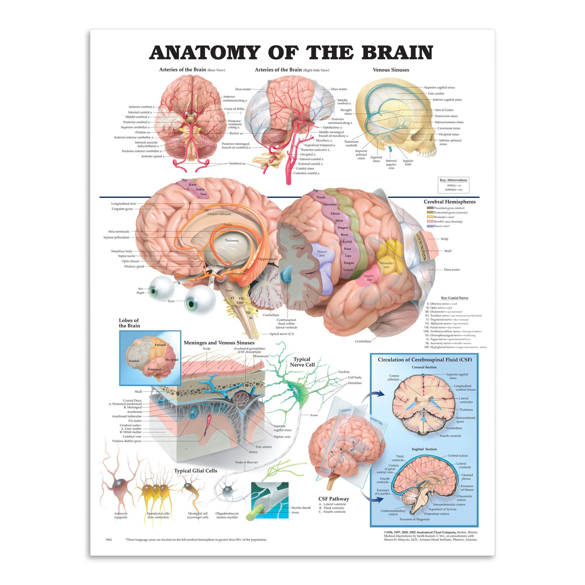 Plakat om hjernens anatomi på engelsk