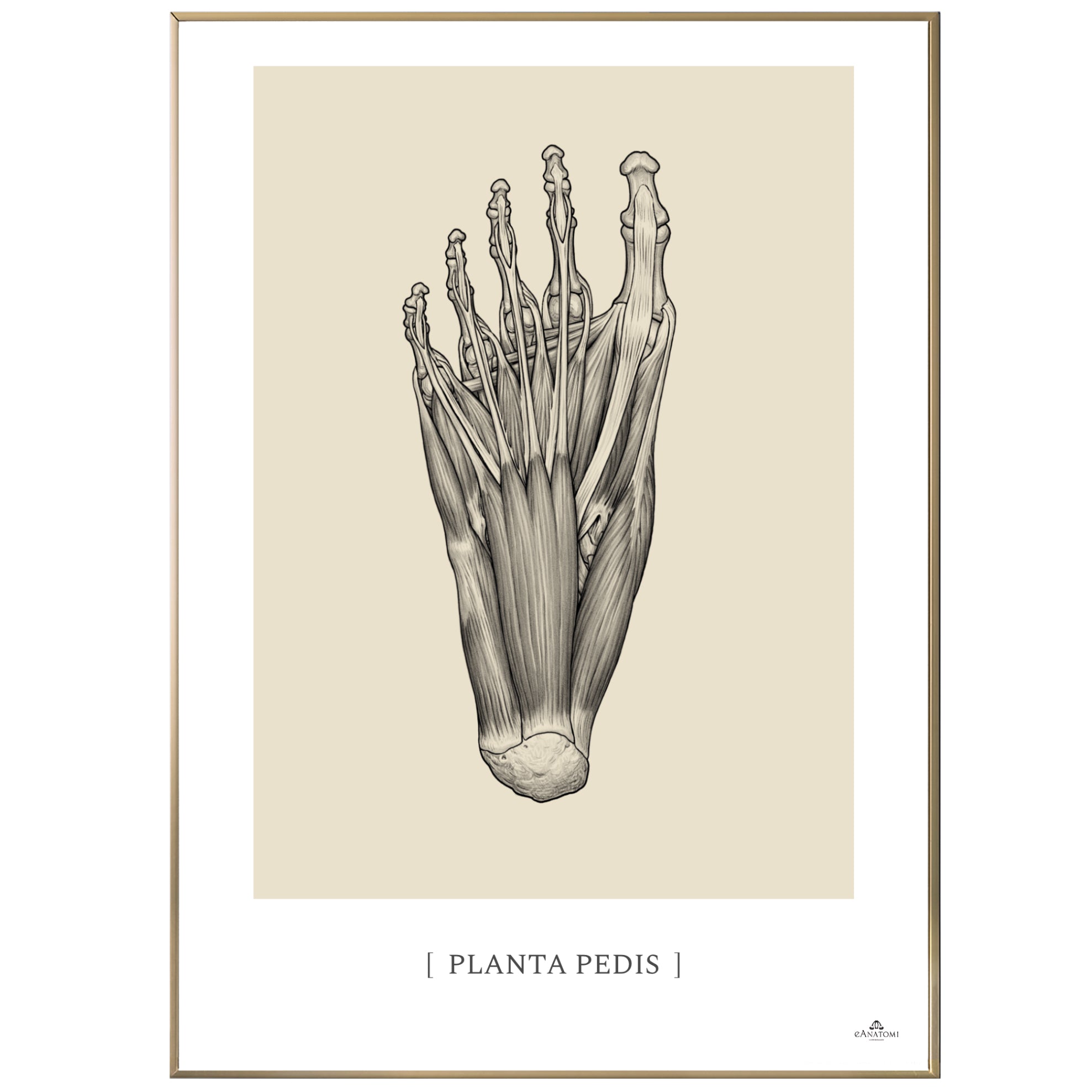 Anatomisk kunstplakat, planta pedis © eAnatomi