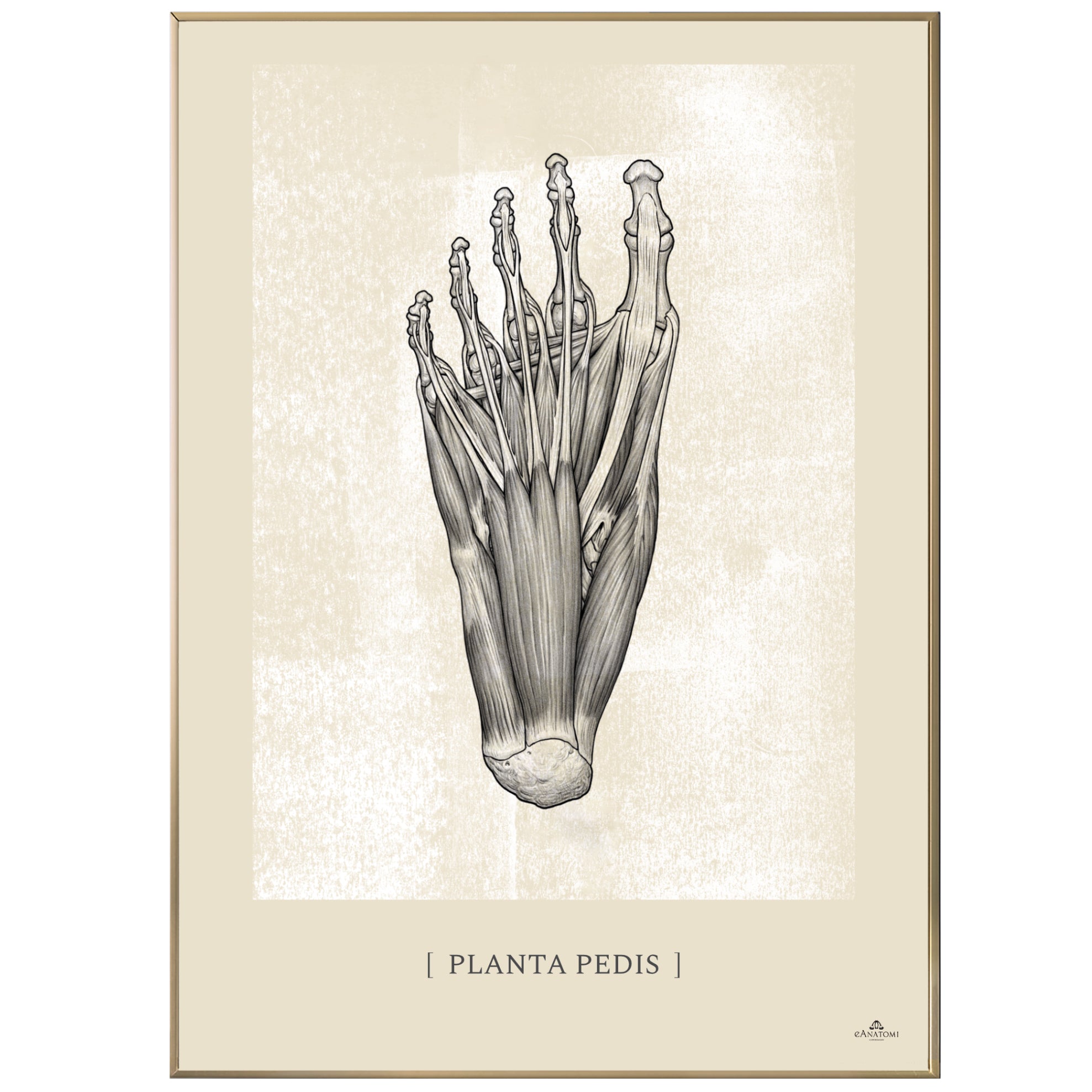 Anatomisk kunstplakat, planta pedis white chalk © eAnatomi