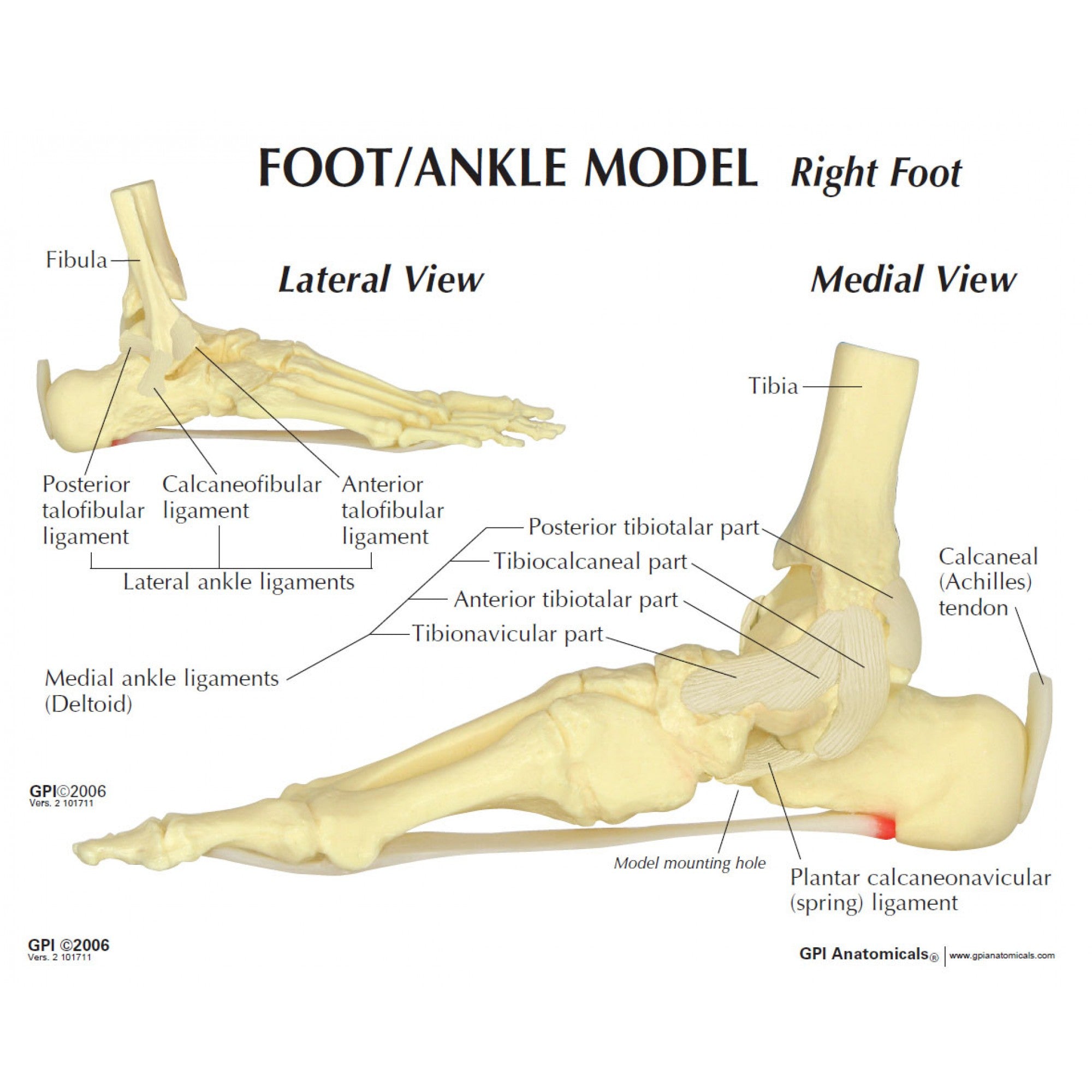 Fodskelet m. hælspore - eAnatomi