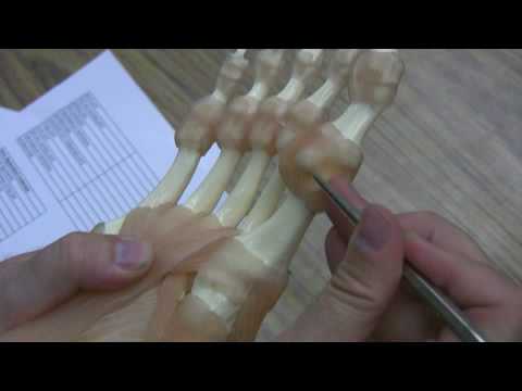 Foot with ligaments, flexible anatomical model